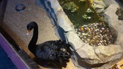 -酷嗒动物文化乐园(cutezoo西溪乐天城店)