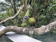 -新加坡飞禽公园