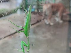 -栾川竹海野生动物园