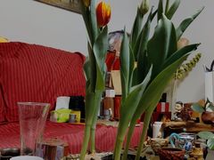 -花鸟鱼虫鲜花绿植市场(玉泉路店)