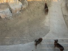 -石家庄市动物园