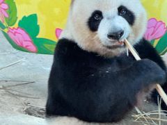 -广州长隆野生动物世界