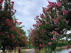 -武汉紫薇都市田园