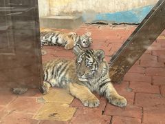 -大连森林动物园