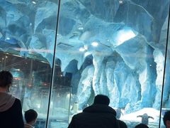 -帝企鹅自助餐厅•儿童岛•真企鹅(长隆企鹅酒店)