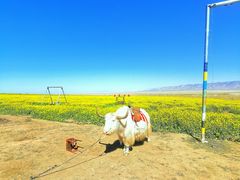 -青海湖国家重点风景名胜区