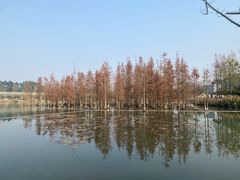 -白鹭湾湿地公园