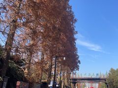 -黄海国家森林公园