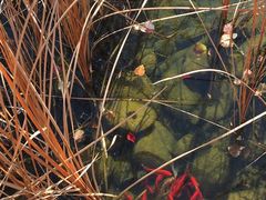 -大连罗马假日酒店温泉