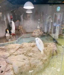 -七巧国萌宠乐园(龙湖天街店)