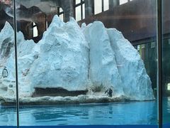 -帝企鹅自助餐厅•儿童岛•真企鹅(长隆企鹅酒店)