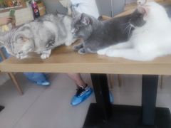 -平行世界·猫咖(首经贸店)