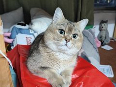 -瑞派动物医院·绝育·犬猫全科·预防医学(光景江南中店)