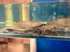 -小湘旺臭鳜鱼(百子湾店)