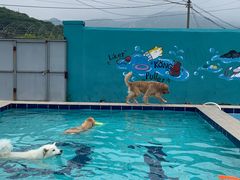 -趣玩宠物乐园寄养训犬训狗游泳池
