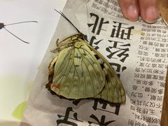 -上海昆虫博物馆