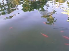 -金砂公园