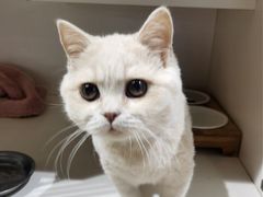 -东方名猫馆·英短金渐层布偶猫舍(环线广场1号楼店)