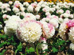 -上海鲜花港