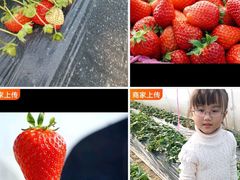 -喜杨洋草莓采摘园