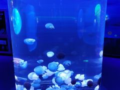 -芜湖新华联大白鲸海洋公园