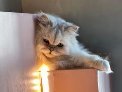 -猫儿山۰猫主题餐厅