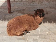 -北京鹿世界主题园