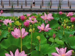 -滆湖低碳生态公园