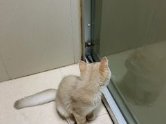 -小猫来了·猫舍(红山六九七九店)