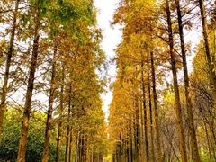 -昆山城市生态森林公园