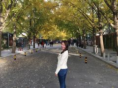 -三里屯东五街银杏大道