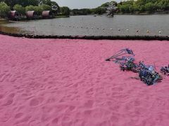 -上海鲜花港