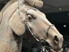 -秦始皇帝陵博物院(兵马俑)