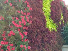 -杭州湾海上花田景区