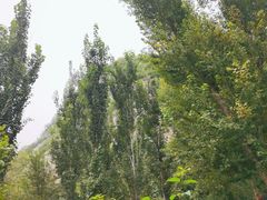 -幽岚山·童话森林