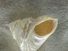 -青岛贝壳博物馆