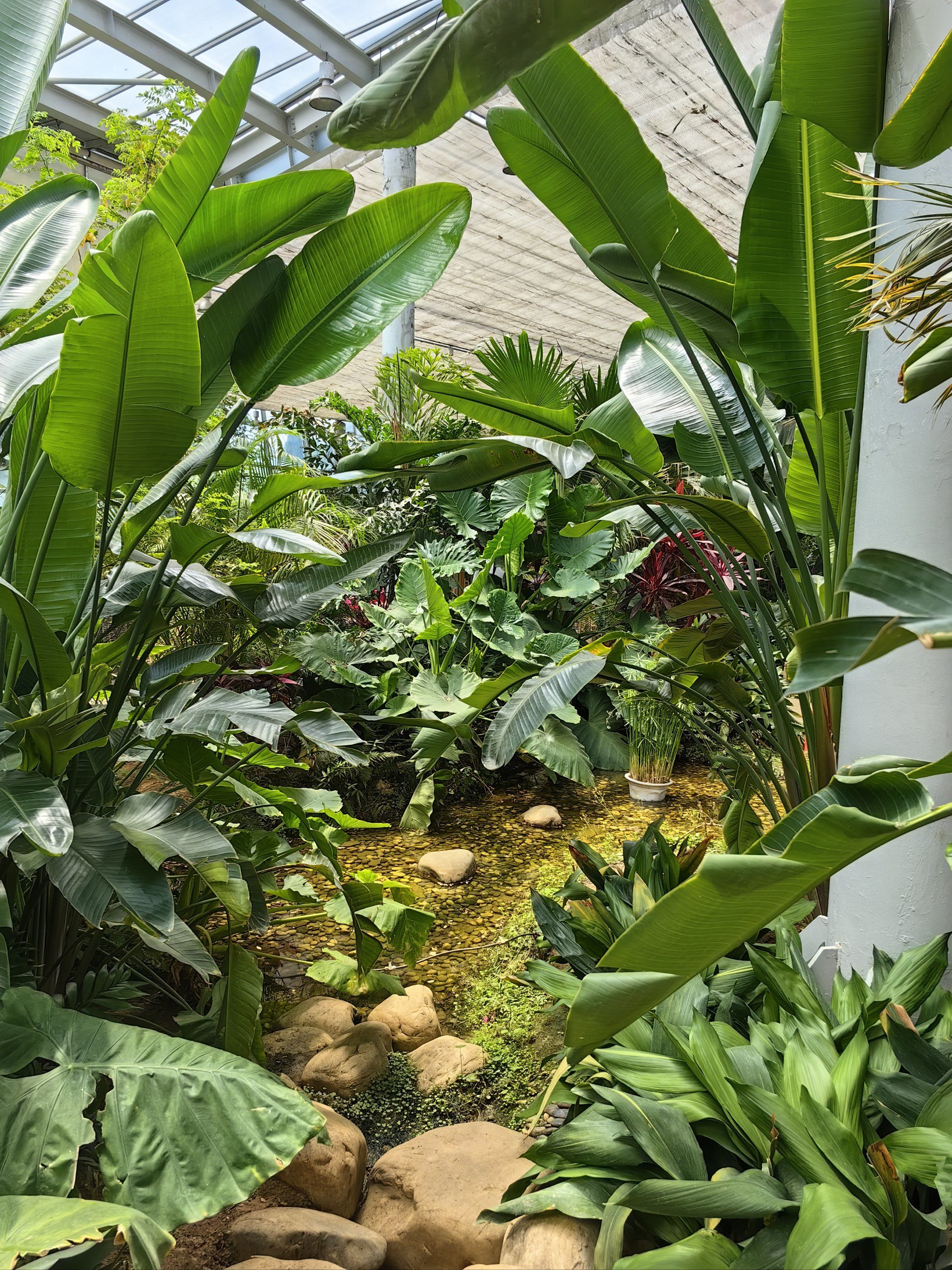 植物园,地方很大,很野生的感觉,但是有些