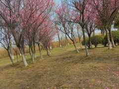 -漕湖湿地公园