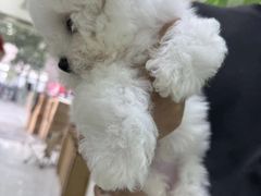 -唐小姐の猫狗洗护·购宠旗舰店(周浦万达店)