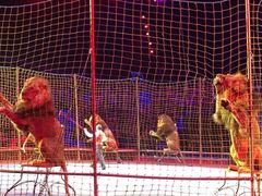 -珠海横琴长隆《卡卡虎奇遇记》