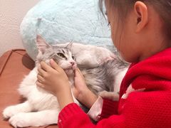-1013 PET SHOP精品宠物商店(丁香店)