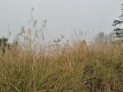 -桤木河湿地公园