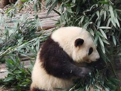 -成都大熊猫繁育研究基地