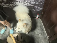 -剧狐剧本杀(徐汇1号店)