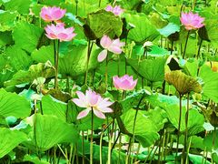 -荔湾湖公园