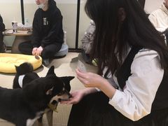 -逗柴咖啡屋·狗咖猫咖宠物桌游