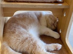 -飞行喵MR PILOT|猫舍·猫咖(静安大融城店)