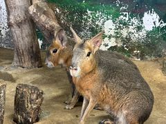 -正佳雨林生态植物园