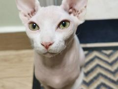 -宠福鑫康馨动物医院·骨科·眼科