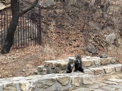 -北京西山国家森林公园